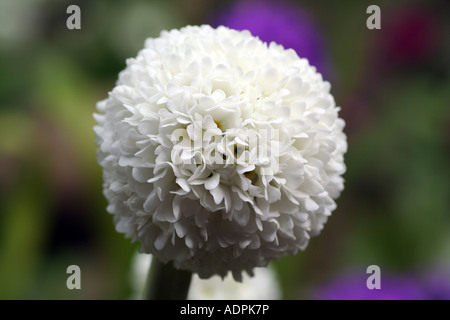 Trommelstock Primel, Primula Verbreitungsgebiet Stockfoto