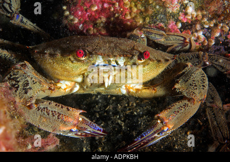 Samt Swimming Krabbe. Stockfoto