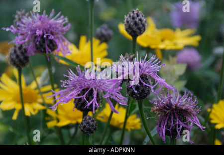 Blumen Col de Côte Belle Ecrins Alpen Frankreich Stockfoto