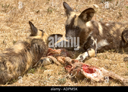 zwei Kap Jagdhunde oder afrikanischen wilden Hunde Fleischessen Stockfoto