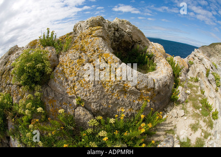 Versteinerte versteinerten Fossilien Wald in der Nähe von Lulworth Cove Jurassic Coast World Heritage Site an sonnigen Sommertag Dorset England UK Stockfoto