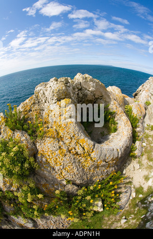 Versteinerte versteinerten Fossilien Wald in der Nähe von Lulworth Cove Jurassic Coast World Heritage Site an sonnigen Sommertag Dorset England UK Stockfoto