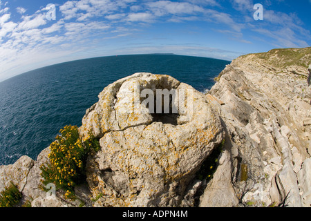 Versteinerte versteinerten Fossilien Wald in der Nähe von Lulworth Cove Jurassic Coast World Heritage Site an sonnigen Sommertag Dorset England UK Stockfoto