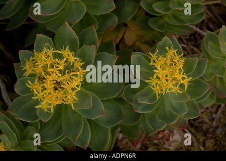 Rose Wurzel Rhodiola Rosea Schottland Stockfoto