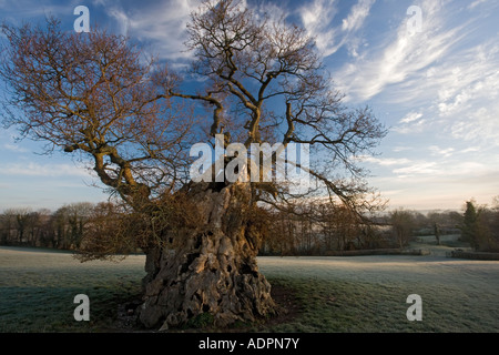 Das Wyndham-Eiche (Quercus Robu) im Morgengrauen. Silton, North Dorset, Großbritannien Stockfoto