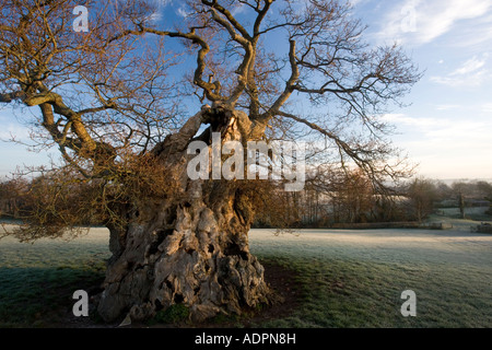 Das Wyndham-Eiche (Quercus Robu) im Morgengrauen. Silton, North Dorset, Großbritannien Stockfoto