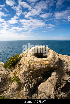 Versteinerte versteinerten Fossilien Wald in der Nähe von Lulworth Cove Jurassic Coast World Heritage Site an sonnigen Sommertag Dorset England UK Stockfoto