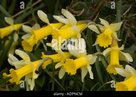 Wilde Narzissen am Straßenrand Verge Narcissus Pseudonarcissus Gloucs Stockfoto