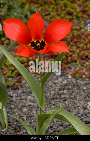 Seltene Tulpe (Tulipa Eichleri) close-up, Georgien, Russland Stockfoto