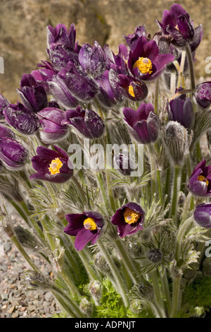 Eine mitteleuropäische Pasque-Blume: Haller's Pasque Flower, Pulsatilla halleri ssp halleri Stockfoto