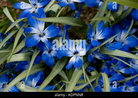 Chilenischer blauer Krokus (Tecophilaea cyanocrocus) aus der Nähe, aus den hohen Anden, Südamerika Stockfoto