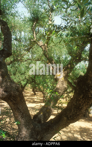 Blick durch einen Olivenbaum in einem mediterranen Olivenhain Stockfoto