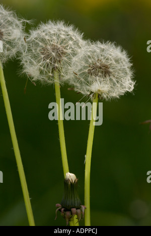 Löwenzahn (Taraxacum Officinale) Samenköpfe, close-up Stockfoto