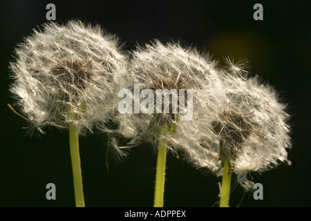 Löwenzahn (Taraxacum Officinale) Samenköpfe, close-up Stockfoto