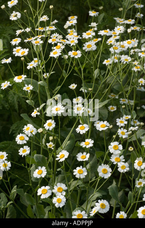 Costmary, oder Alecost, Tanacetum balsamita ein alter kulinarischer und medizinischer Kräutergarten Stockfoto