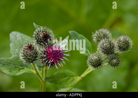 Eine flauschige Klette, Arctium tomentosum, C Europa Stockfoto