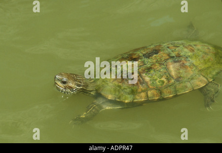 Streifen necked Terrapin Stockfoto