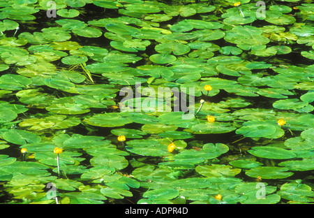Muster der gelbe Seerosen schwimmend auf Fluss Stour Dorset Stockfoto