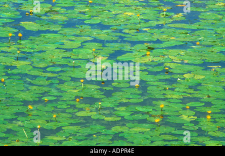 Muster der gelbe Seerosen schwimmend auf Fluss Stour Dorset Stockfoto