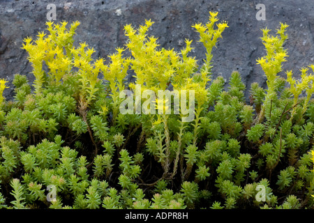 Geschmackloser Steinekrop, Sedum sexangulare, C Europa Stockfoto