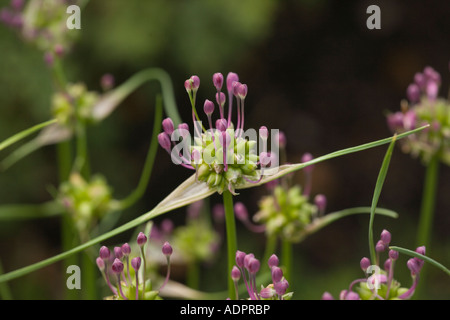 Feldknoblauchzehen, Allium oleraceum, ungewöhnlich in Großbritannien Stockfoto