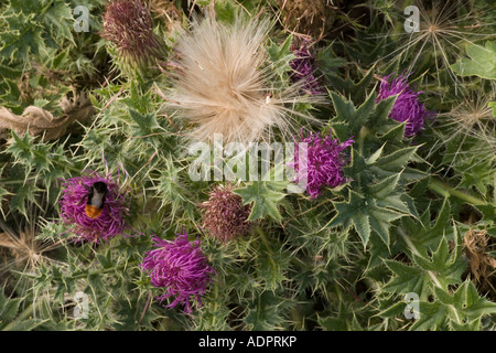 Zwergdistel, oder stemless Distel, Cirsium acaule auch als Picknick Distel Chalk Downland Dorset bekannt Stockfoto