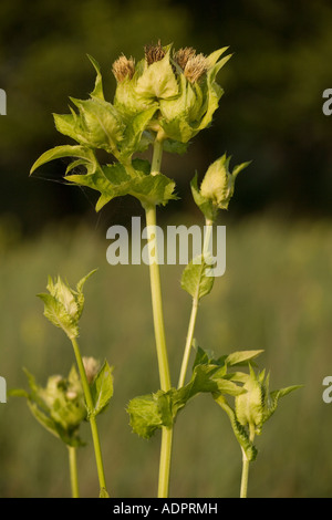 Kohldistel, Cirsium oleraceum, in ganz Europa außer Großbritannien Stockfoto