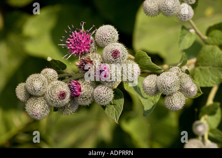 Flauschige Klette, Arctium tomentosum, Nahaufnahme, Deutschland, Europa Stockfoto