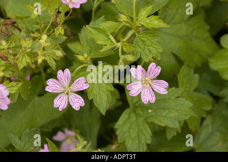 Knoted Cranesbill, Geranium nodosum, Frankreich auch in Gärten angebaut Stockfoto