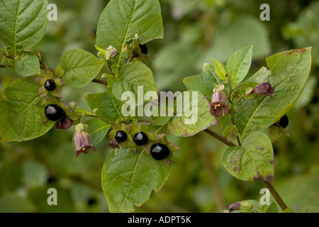 Tollkirsche Atropa Belladonna giftige Pflanze Hants Stockfoto