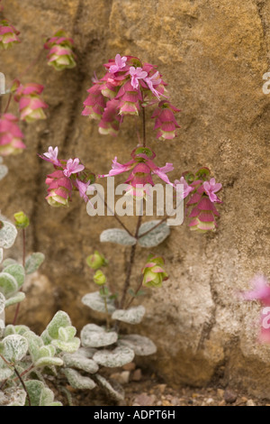 Dittany, Origanum dictamnus - Quelle eines beliebten Kräutertees Kreta Stockfoto