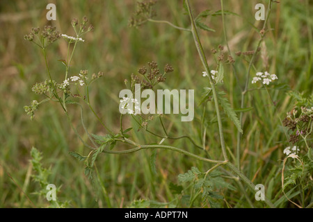 Aufrechte Hecke Petersilie, Torilis japonica, Stockfoto