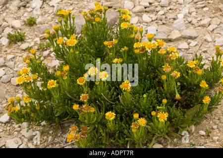 Goldene Queller Inula Crithmoides auf Kalkstein Küste von Dorset Stockfoto