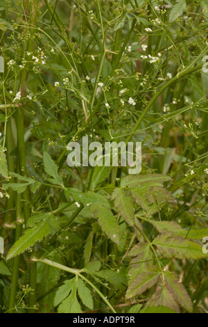 Petersilie, Sison amomum, Dorset hedgerow Stockfoto