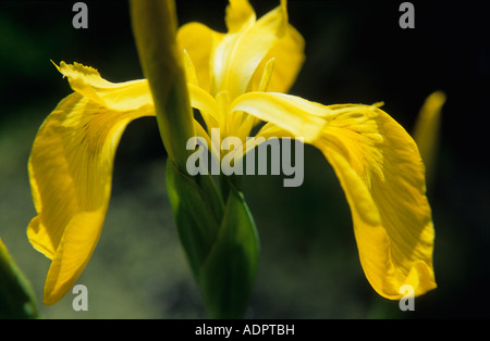 Gelbe Iris Iris Pseudacorus Nahaufnahme von gelben Blütenblättern Stockfoto