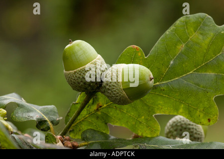 Eicheln der Stieleiche (Quercus Robur) close-up, Dorset, England, UK Stockfoto