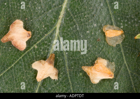 Die geflügelten Samen des Silber-Birke (Betula Pendel) Nahaufnahme Stockfoto