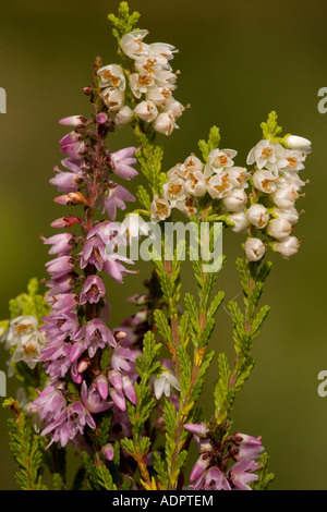 Gemeinsamen Heidekraut oder Ling in Blume mit normalen und weiß bildet Calluna vulgaris Stockfoto