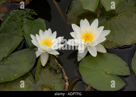 Weiße Seerose (Nymphaea Alba) Stockfoto