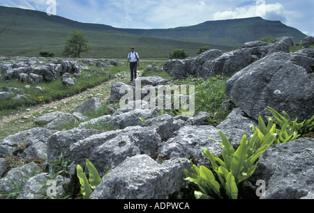 Walker Kalkstein Pflaster Ingleborough National Nature Reserve Yorkshire Dales National Park England Hartstongue Farn Weitergabe Stockfoto