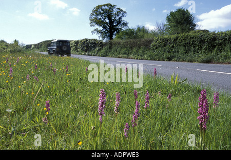 Frühe lila Orchideen am Rande der Straße in Dartmoor National Park Devon England Stockfoto