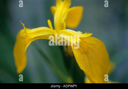 Gelbes Wasser Iris Pseudacorus Nahaufnahme von gelben Blütenblättern Stockfoto