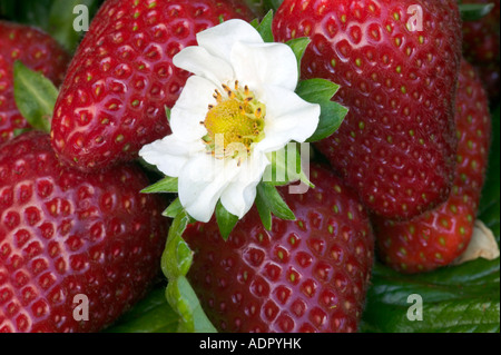 Blumen und Erdbeeren "Chandler" Sorte. Stockfoto