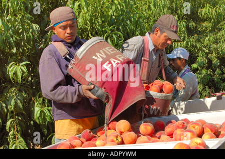 Bauernhof Arbeiter Ernte Pfirsiche Prunus Persica in einem Pfirsich-Obstgarten bei Reedley zentrale San Joaquin Valley in Kalifornien Stockfoto