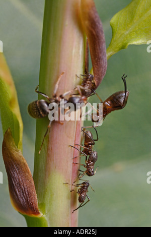 Ameise Melken Blattläuse. Diese sind manchmal Roboris Blattläuse, eine Spezies, die auf Eiche lebt. (Lasius Niger, schwarze Garten Ameise) Stockfoto
