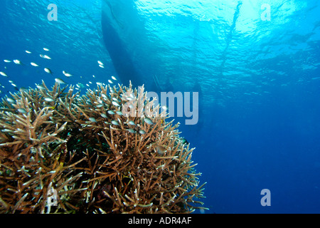 Riffbarsche schwimmen über Hirschhorn Koralle Acropora sp und Bangka silhouette Kapelle Apo Island Marine Reserve Philippinen Stockfoto
