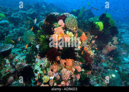 Haarsterne bunte Schwämme Korallen und Fische teilen das Riff bei Coconut point Apo Island Marine Reserve Philippinen Stockfoto