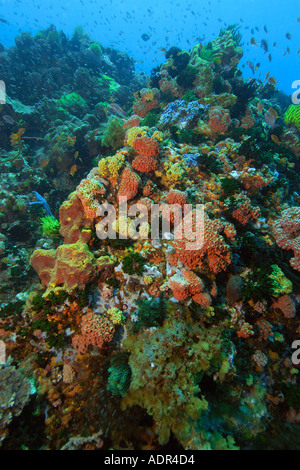 Bunte Schwämme, Korallen und Haarsterne Coconut point Apo island Marine Reserve-Philippinen Stockfoto