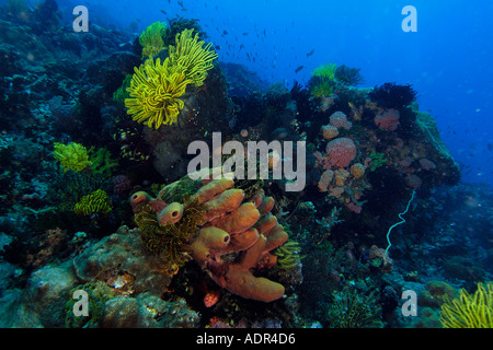 Bunte Schwämme, Korallen und Haarsterne Coconut point Apo island Marine Reserve-Philippinen Stockfoto