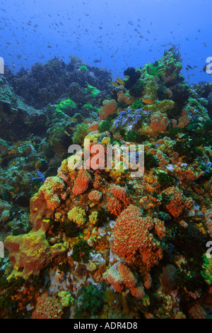 Bunte Schwämme, Korallen und Haarsterne Coconut point Apo island Marine Reserve-Philippinen Stockfoto